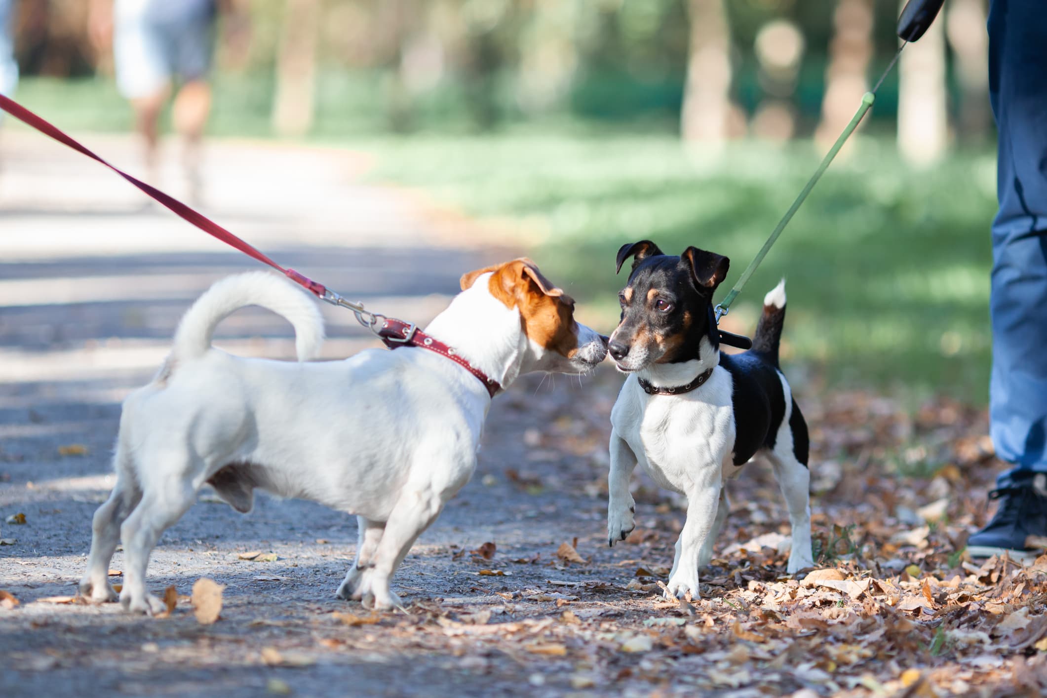Social Paws: Understanding Canine Socialization Basics